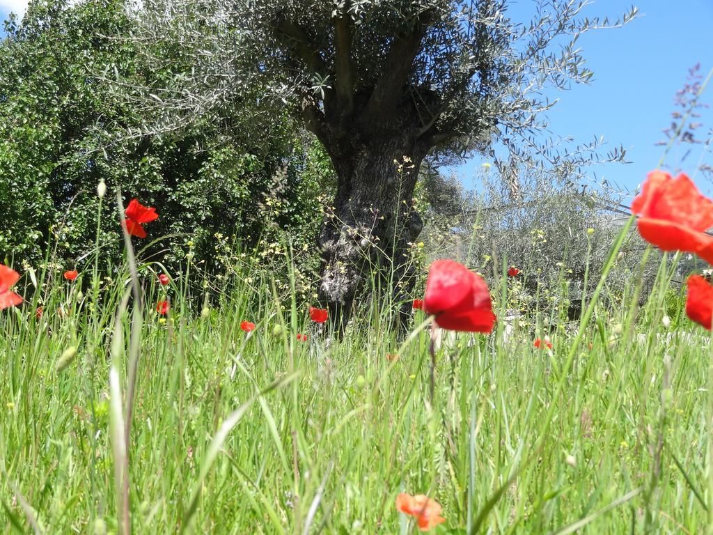 Les 4 Elements Bed & Breakfast Tourrettes-sur-Loup Dış mekan fotoğraf