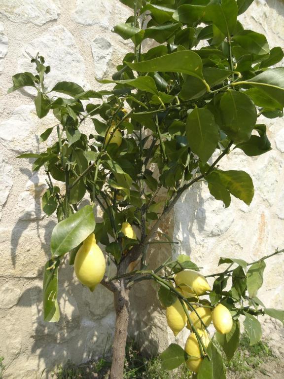 Les 4 Elements Bed & Breakfast Tourrettes-sur-Loup Dış mekan fotoğraf